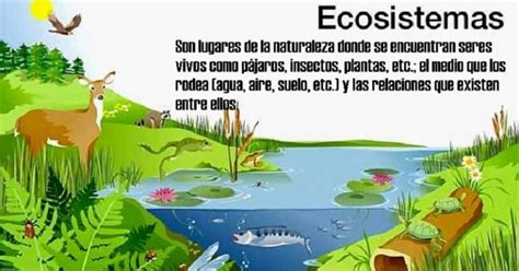 que son los ecosistemas-1